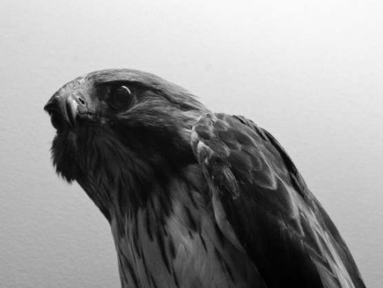 Central Bankers surprise the markets with the Hawkish stance.